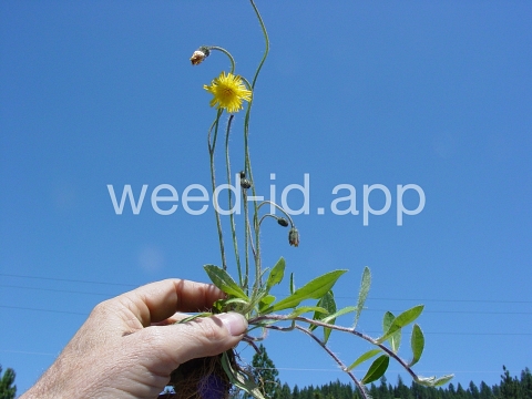 hawkweed, mouseear